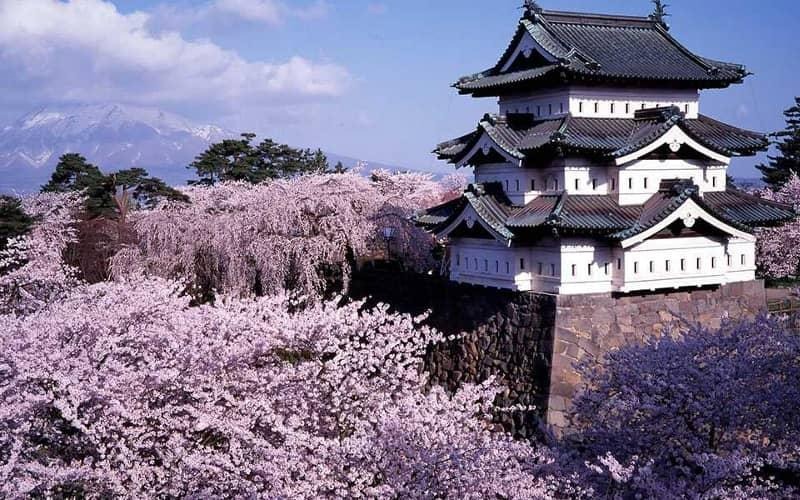 Castelo japonês branco e cinza cercado por cerejeiras cor-de-rosa sob um céu azul.